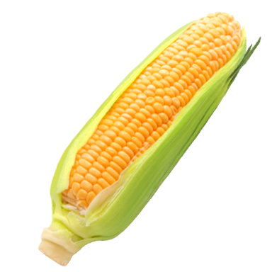 Corn on the cob