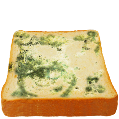 Moldy bread