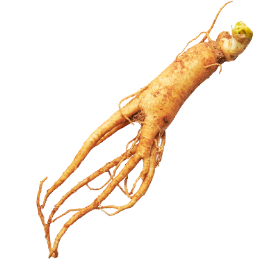 Ginseng