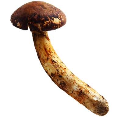 Matsutake mushroom
