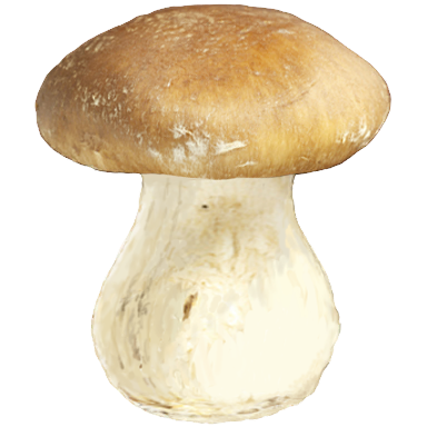 Mushroom