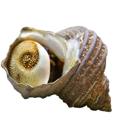 Grilled turban shell