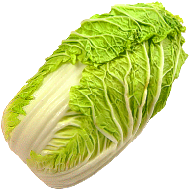Napa cabbage