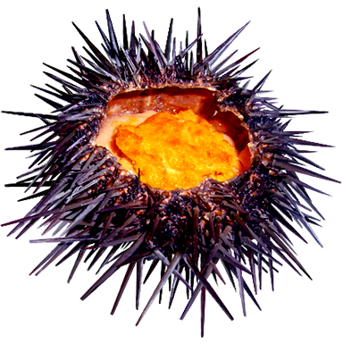 Sea urchin