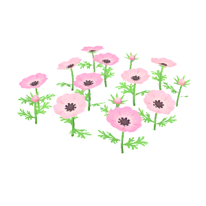 Anemone flowers