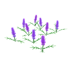 Lavender flowers