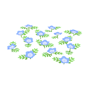 Baby blue eyes flowers