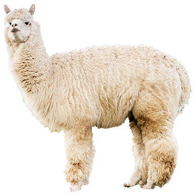 Alpaca
