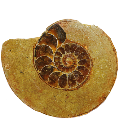 Ammonite fossil