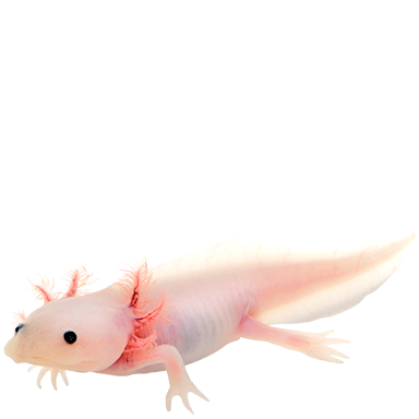 Axolotl
