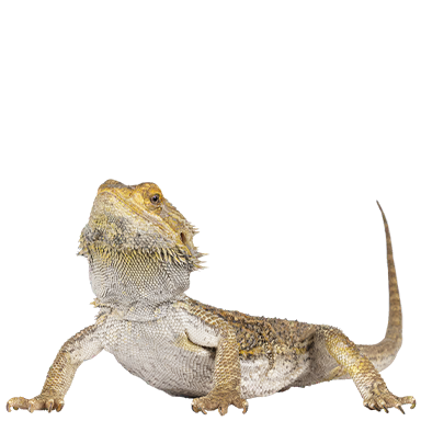 Bearded dragon