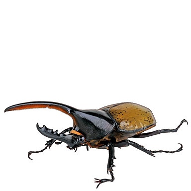 Hercules beetle