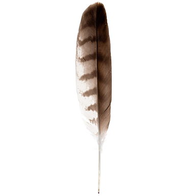 Bird feather