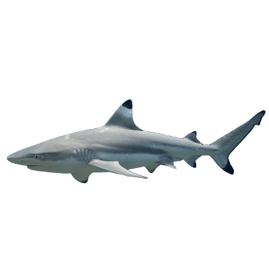 Shark