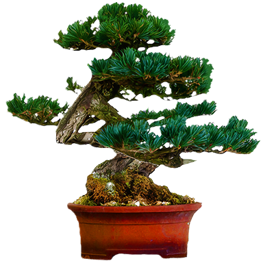 Bonsai tree