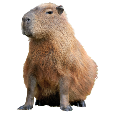 Capybara