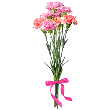 Carnation