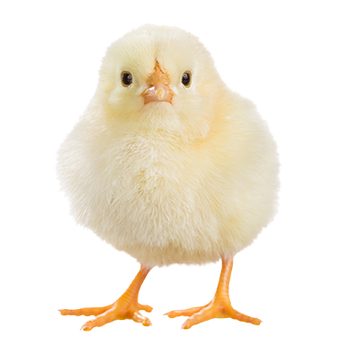 Chick
