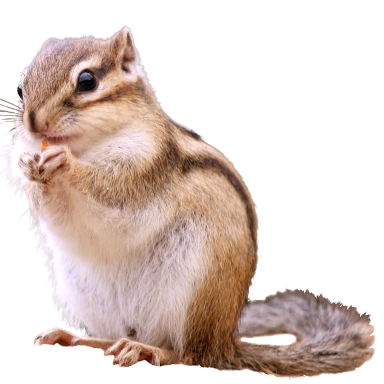 Chipmunk