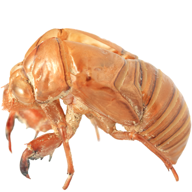 Cicada shell