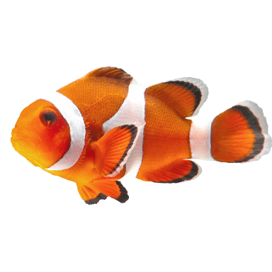 Clown fish