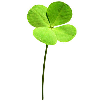 Four-leaf clover