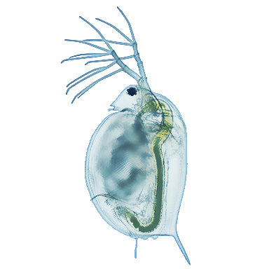 Water flea