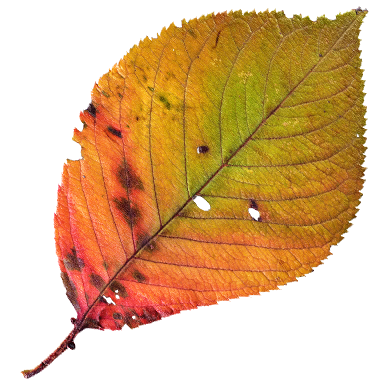 Autumn leaf