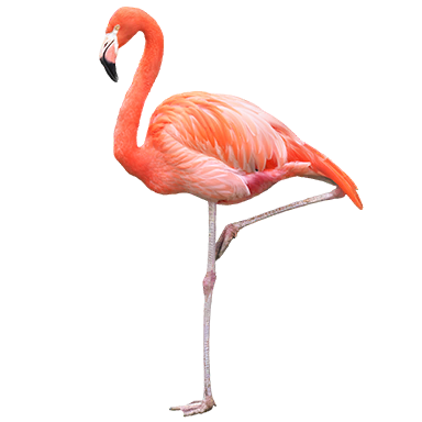 Flamingo