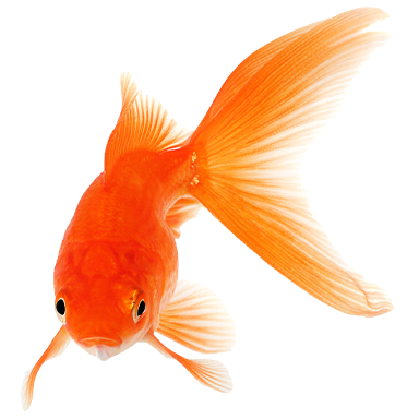 Goldfish