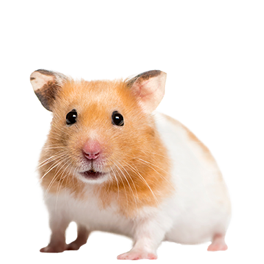 Hamster
