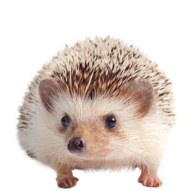 Hedgehog
