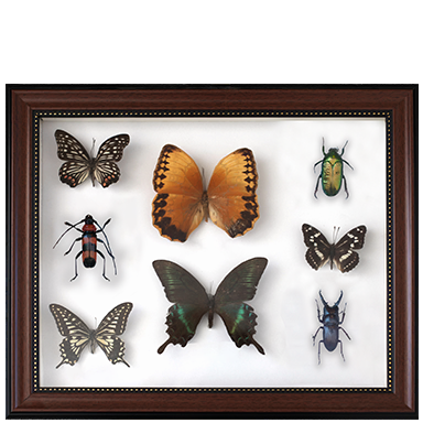 Insect collection