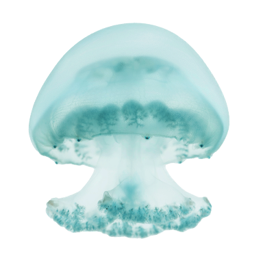 Jellyfish