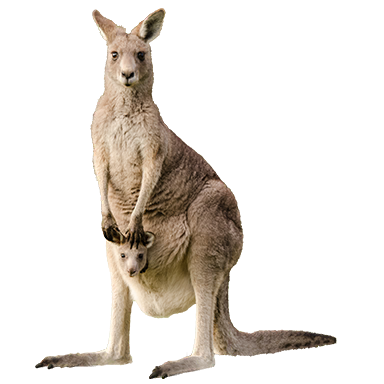 Kangaroo