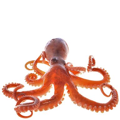 Octopus