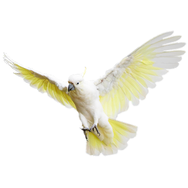 Cockatoo