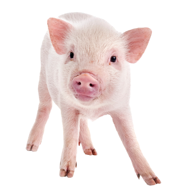 Pig