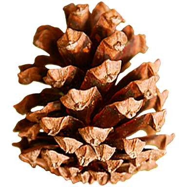 Pine cone