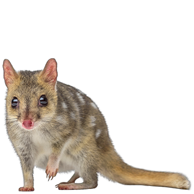 Eastern quoll