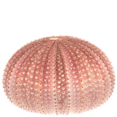 Sea-urchin skeleton