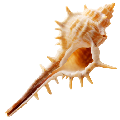 Seashell