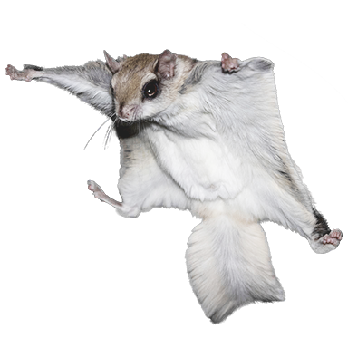 Sugar glider