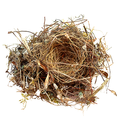 Bird nest