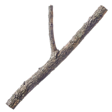 Tree branch