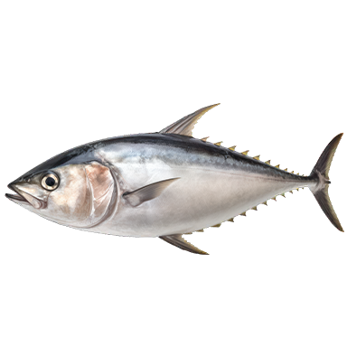 Tuna