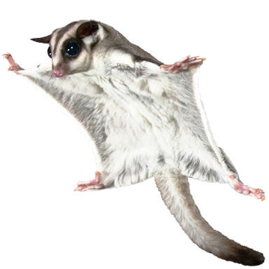 フクロモモンガ